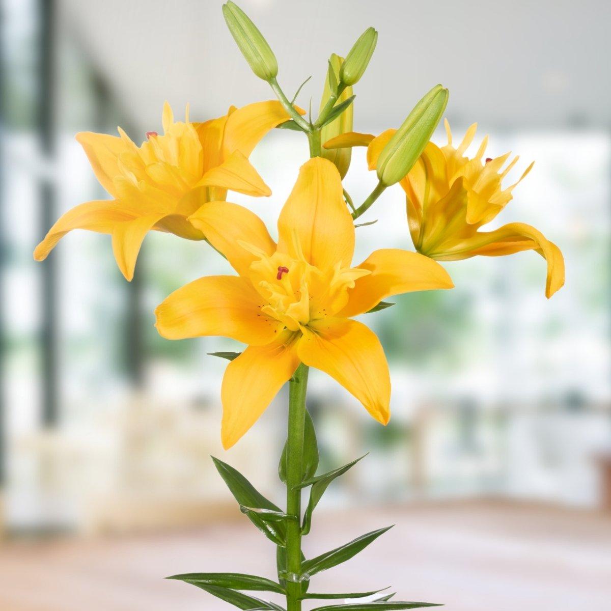 Lily Twin Flame Spring - La Hybrid Double 14/16Leo Berbee Bulb Company